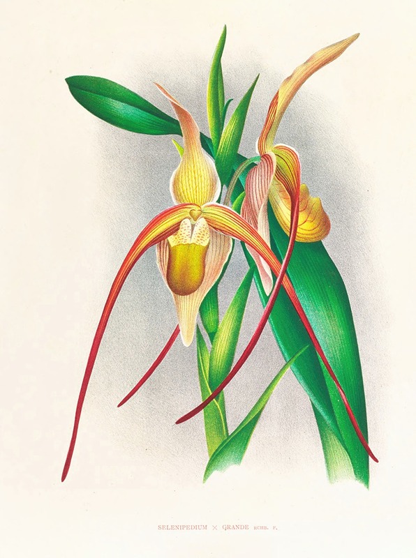 Selenipedium grande by Jean Jules Linden, 1885-1906 — digital art print download