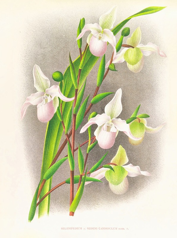 Selenipedium sedeni candidulum by Jean Jules Linden, 1885-1906 — digital art print download