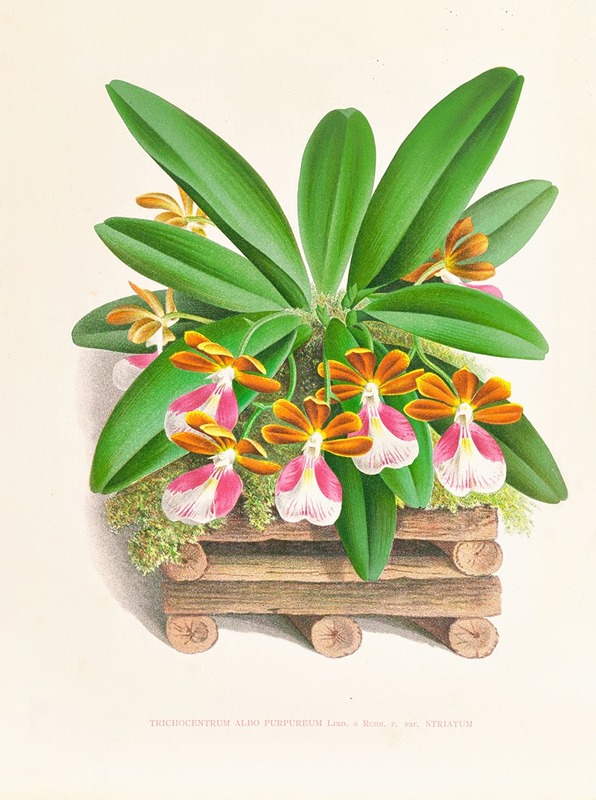 Trichocentrum albo purpureum by Jean Jules Linden, 1885-1906 — digital art print download