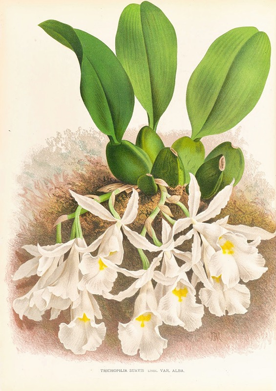 Trichopilia Suavis by Jean Jules Linden, 1885-1906 — digital art print download