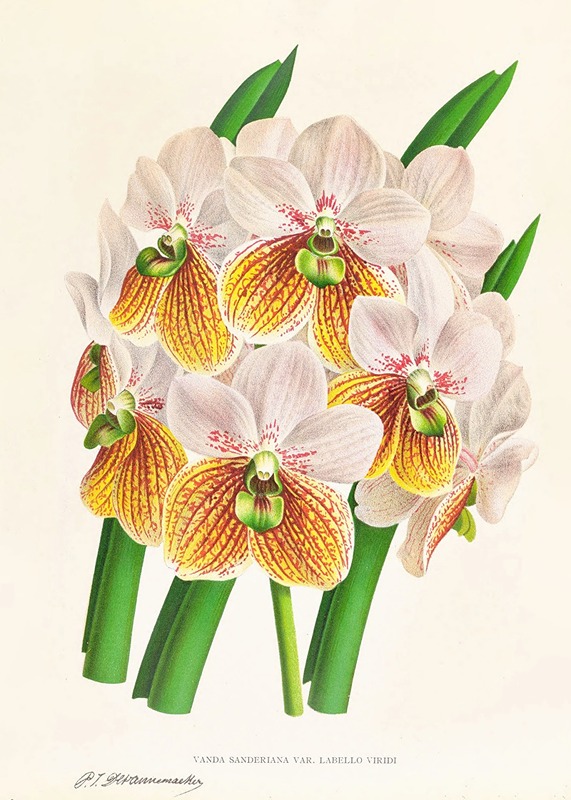 Vanda Sanderiana var Labello Viridi by Jean Jules Linden, 1885-1906 — digital art print download