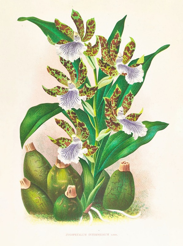 Zygopetalum intermedium by Jean Jules Linden, 1885-1906 — digital art print download