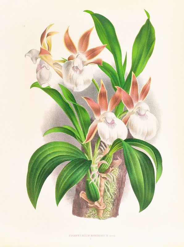 Zygopetalum rostratum by Jean Jules Linden, 1885-1906 — digital art print download