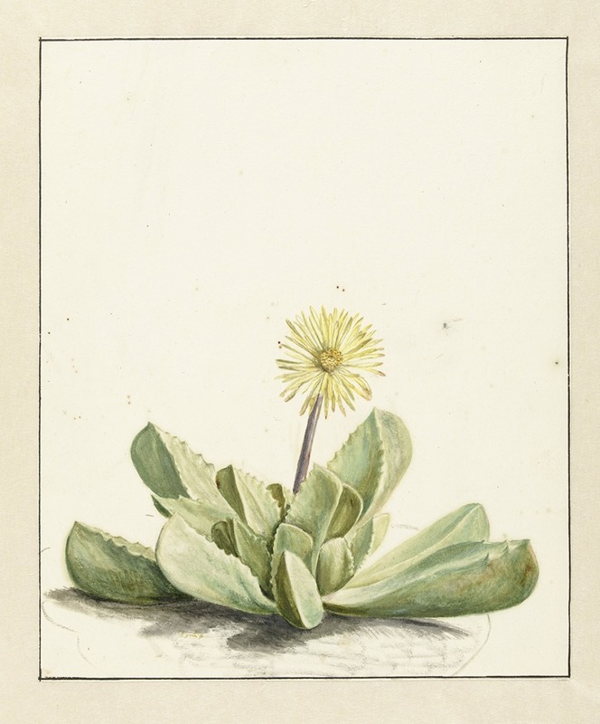 Bloeiende Mesembryanthemum by Laurens Vincentsz. van der Vinne, 1668 - 1729 — digital art print download