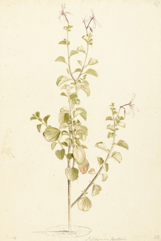 Bloeiende Pelargonium by Laurens Vincentsz. van der Vinne, 1668 - 1729 — digital art print download