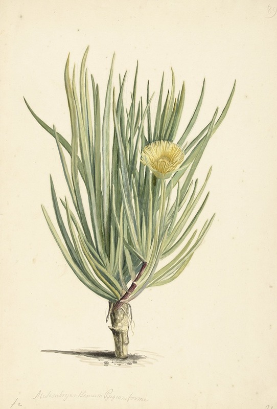 Narrow-leaved Iceplant in Bloom — Laurens Vincentsz. van der Vinne