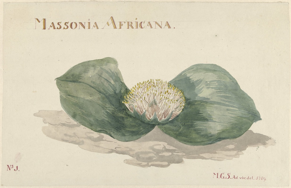 Bloem Massonia Africana by Maria Geertruida Barbiers-Snabilié, 1789 — digital art print download