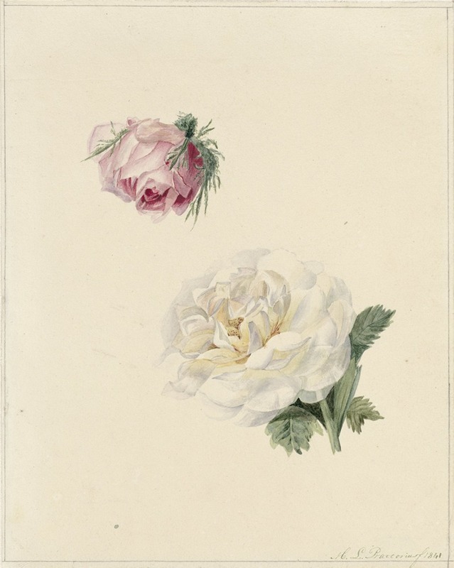 Studies van een roze en een witte roos — Marie Louise Praetorius