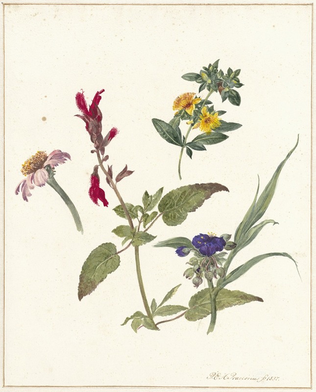 Studies van veldbloemen by Pieter Ernst Hendrik Praetorius, 1837 — digital art print download