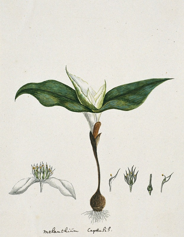 Androcymbium capense (L.) Krause. by Robert Jacob Gordon, 1777 - 1786 — digital art print download
