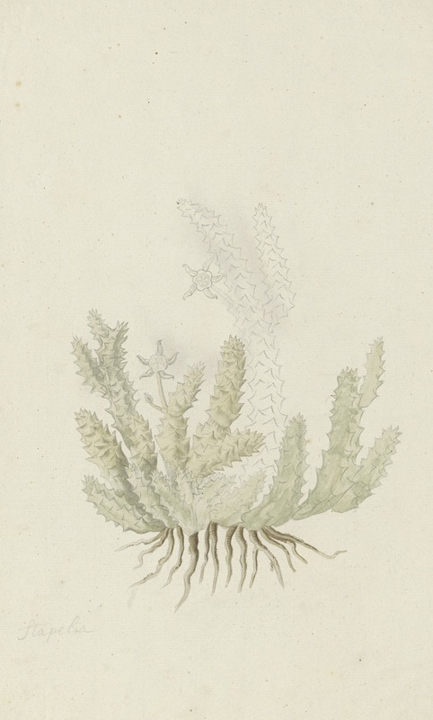 Duvalia caespitosa (Masson) Haw (Milkweed) — Robert Jacob Gordon