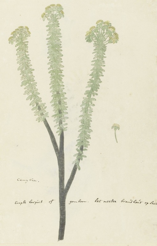 Euryops lateriflorus (L.f.) DC. (Cape gumtree) by Robert Jacob Gordon, 1777 - 1786 — digital art print download
