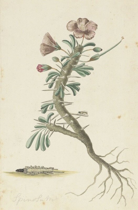 Geranium spinosum by Robert Jacob Gordon, 1777 - 1786 — digital art print download