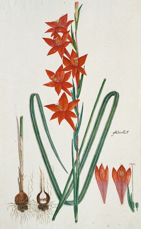 Gladiolus watsonius Thunb. (Watsonia hysterantha) — Robert Jacob Gordon