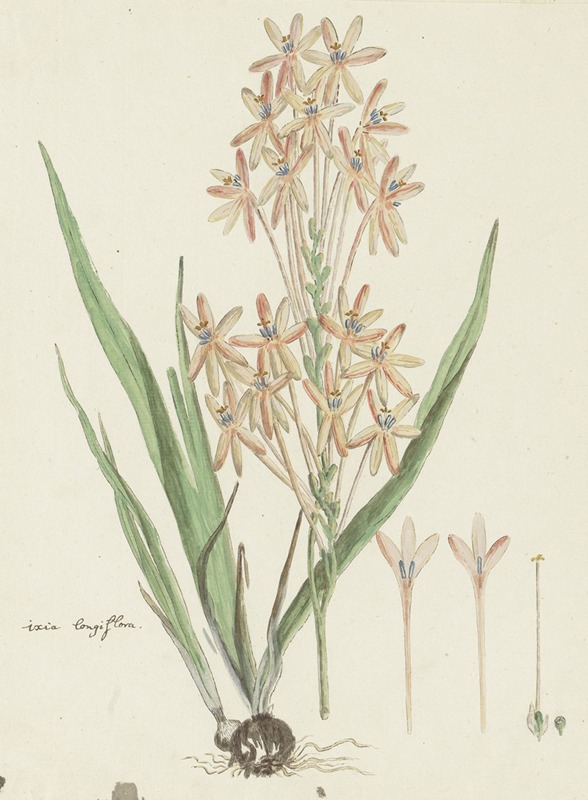 Ixia paniculata D. Delaroche by Robert Jacob Gordon, 1777 - 1786 — digital art print download