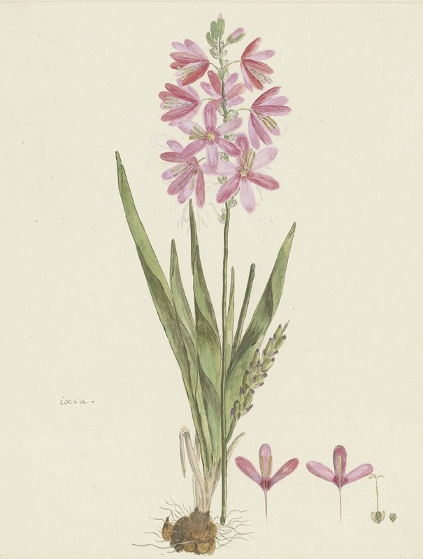 Ixia patens Aiton by Robert Jacob Gordon, 1777 - 1786 — digital art print download