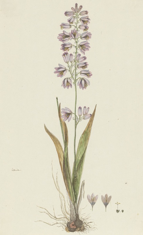 Ixia polystachya L. (Cornlily) by Robert Jacob Gordon, 1777 - 1786 — digital art print download