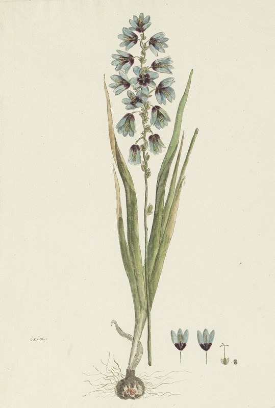 Ixia viridiflora Lam. by Robert Jacob Gordon, 1777 - 1786 — digital art print download