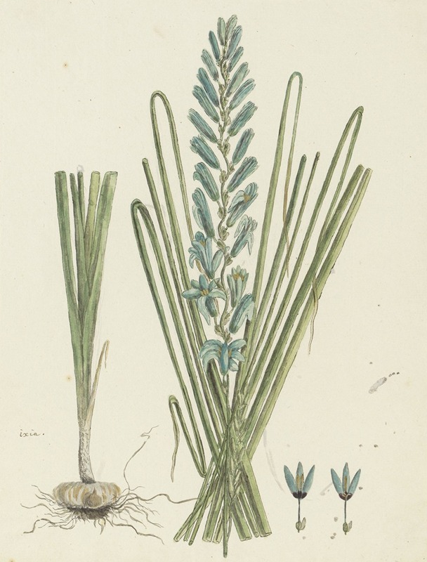 Ixia viridiflora Larn. (Turqoise ixia) — Robert Jacob Gordon