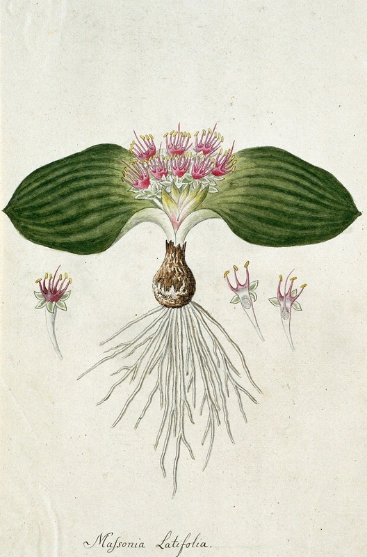 Massonia depressa Houtt — Robert Jacob Gordon
