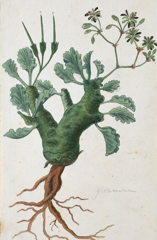 Pelargonium klinghardtense Knuth by Robert Jacob Gordon, 1777 - 1786 — digital art print download