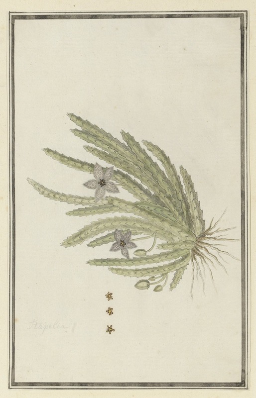 Stapelia paniculata Willd.(Small starfish flower) by Robert Jacob Gordon, 1777 - 1786 — digital art print download