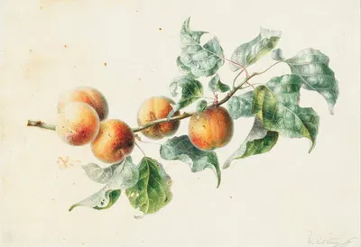 Apricots on a branch signed by Willem Hekking, 1836 — digital art print download