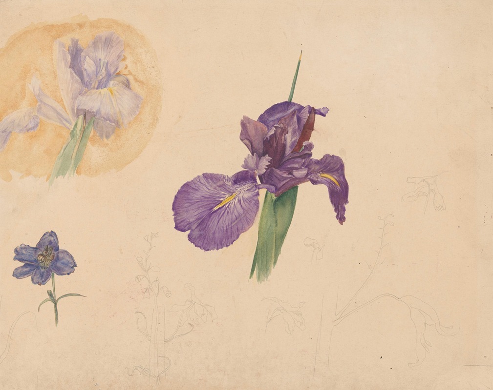 Studies van een iris en ridderspoor by Виллем ван Конингенбург, 1878 - 1943 — digital art print download