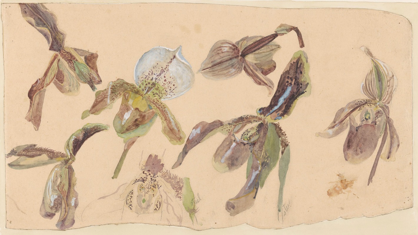 Zeven studies van orchideeën by Виллем ван Конингенбург, 1878 - 1943 — digital art print download
