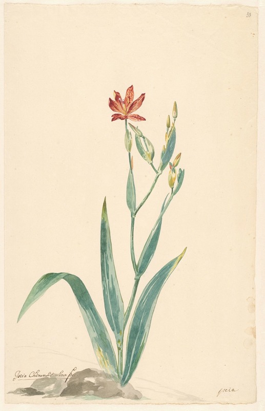 Luipaardbloem in een landschap — Виллем ван Лин