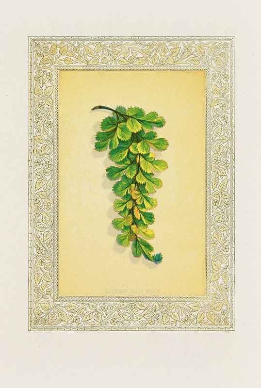 Maiden Hair Fern — John Henry Ingram