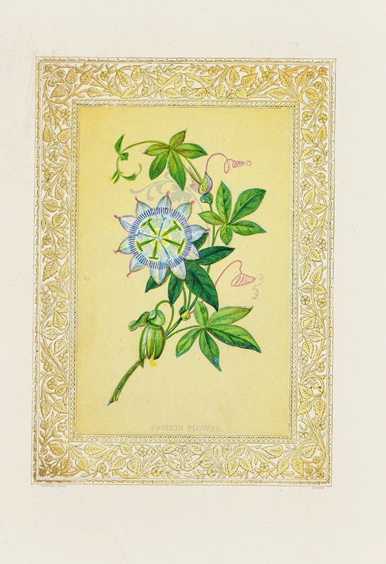 Passion flower by John Henry Ingram, 1869 — digital art print download