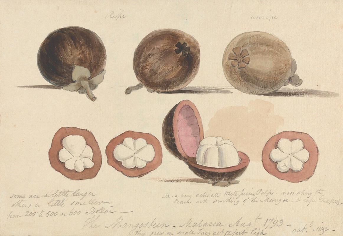 The Mangosteen Fruit, Malacca by Самуэль Дэвис, 1793 — digital art print download