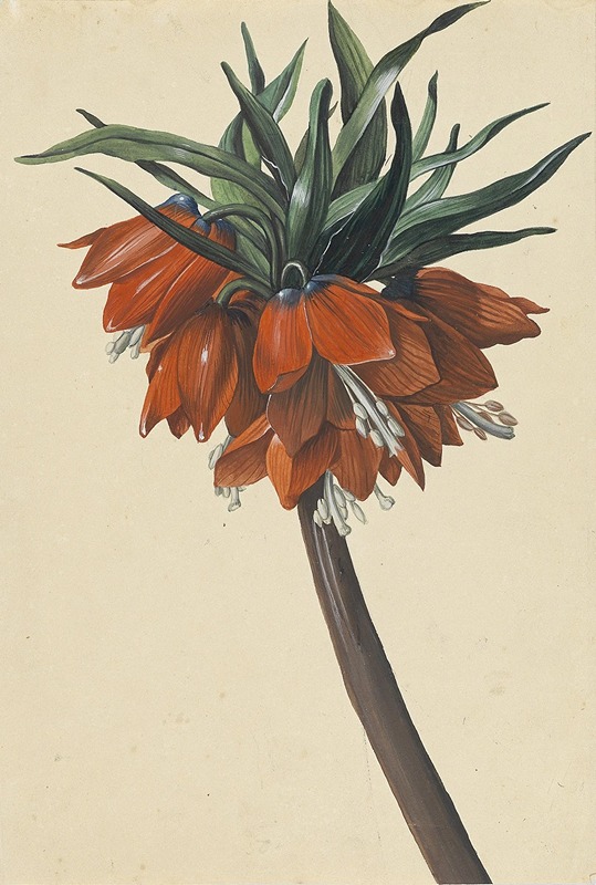 Frittelaria imperialis by Sebastian Wegmayr — digital art print download