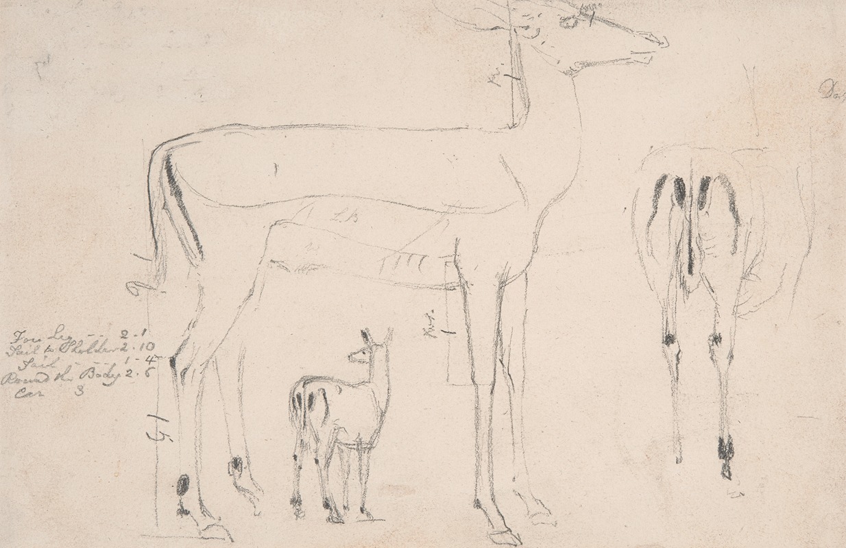 Studies of Deer – Three on on Sheet by Самуэль Даниэль — digital art print download