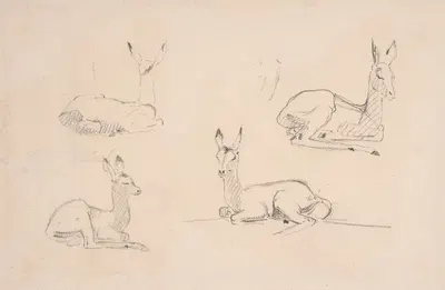 Studies of Pallah Deer Resting by Самуэль Даниэль — digital art print download