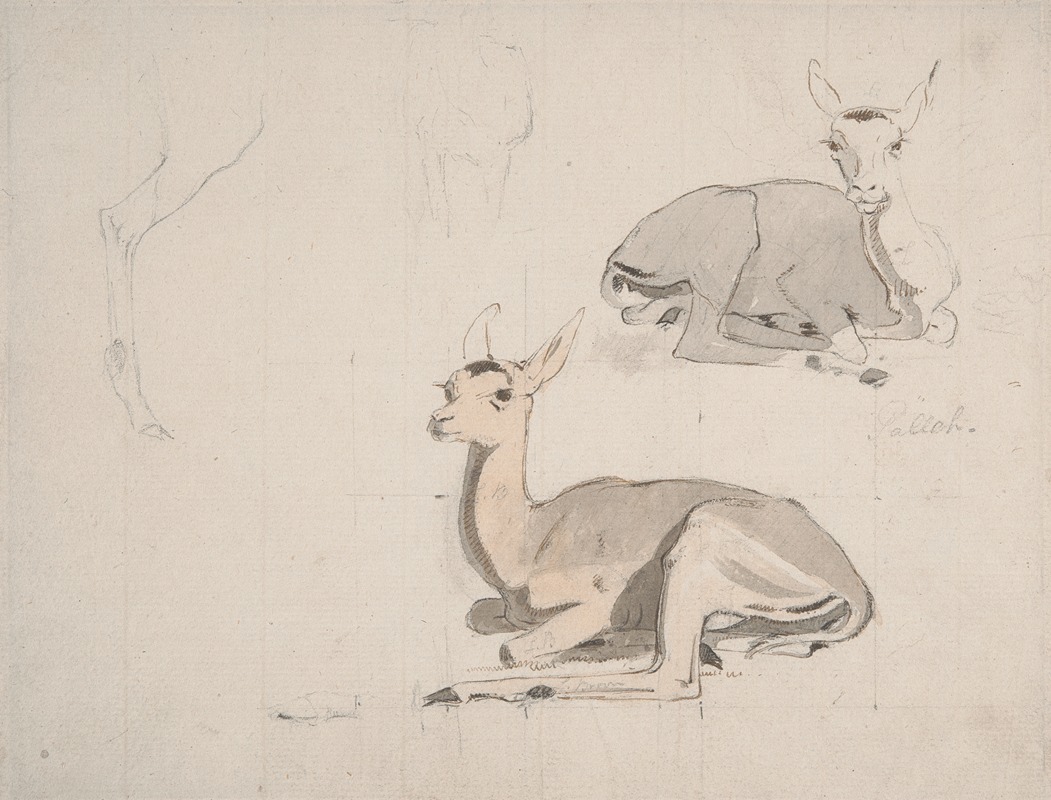 Studies of Young Pallah Deer Resting — Samuel Daniell