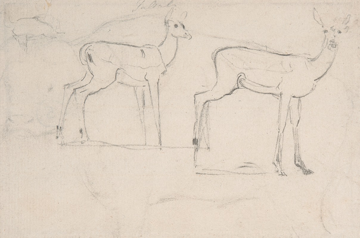 Study for Two Standing Pallah Deer by Самуэль Даниэль — digital art print download