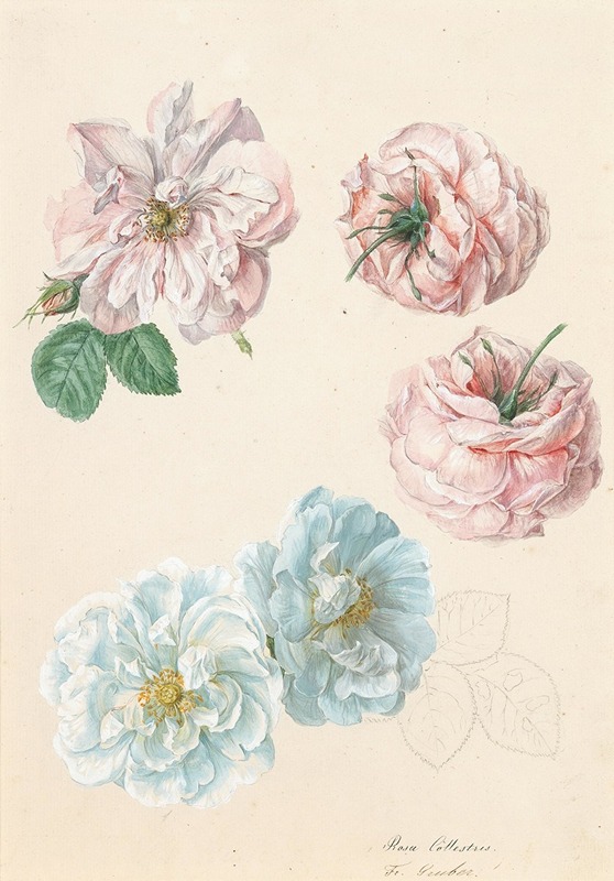 Pink and white roses by Франц Ксавер Грубер — digital art print download