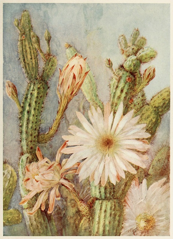 Cactus by Joseph Kallaus, 1914 — digital art print download