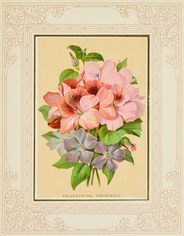 Pelargonium, Periwinkle by Marcus Ward & Co, 1877 — digital art print download