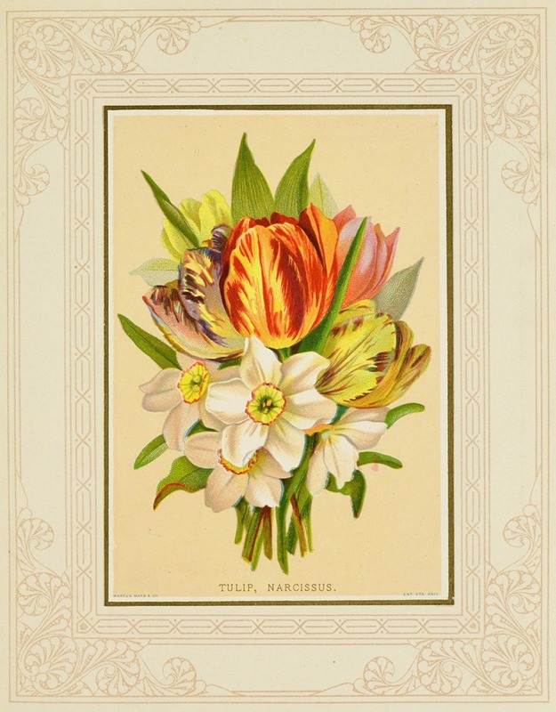 Tulip, Narcissus by Marcus Ward & Co, 1877 — digital art print download