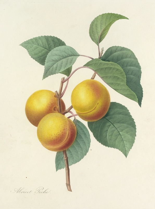 Choix des plus belles fleurs pl 001 by Pierre-Joseph Redouté, 1827 — digital art print download
