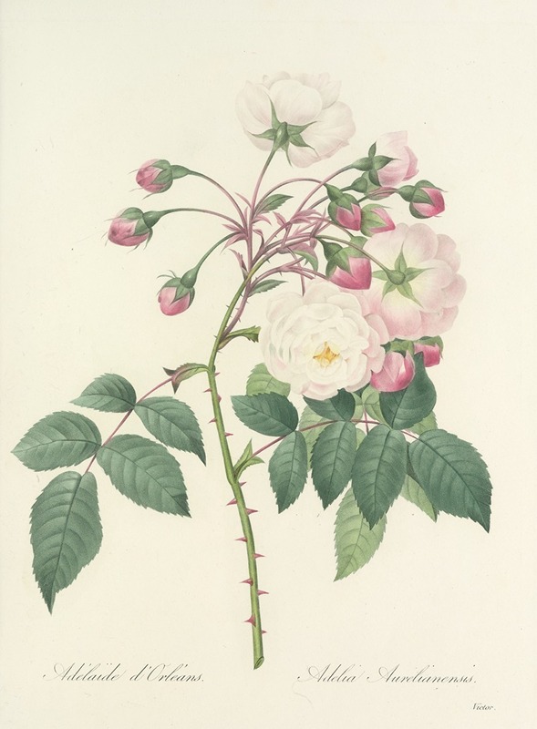 Choix des plus belles fleurs pl 002 by Pierre-Joseph Redouté, 1827 — digital art print download