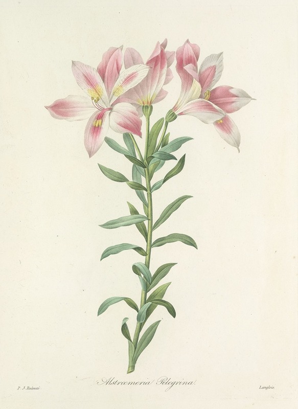 Choix des plus belles fleurs pl 003 by Pierre-Joseph Redouté, 1827 — digital art print download