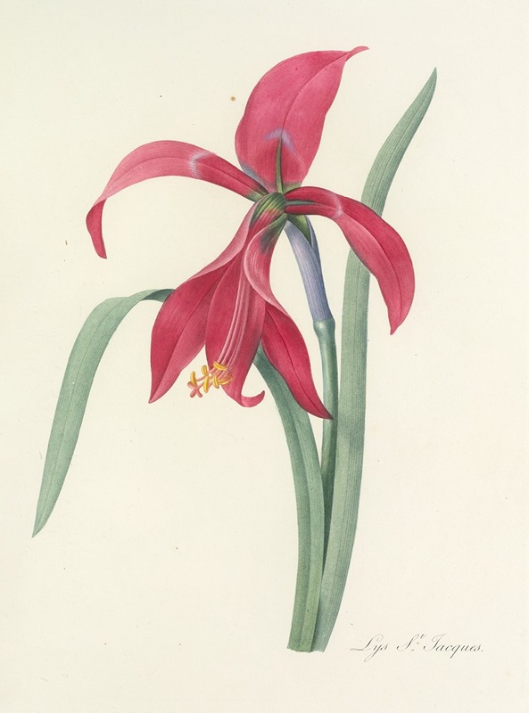 Choix des plus belles fleurs pl 007 by Pierre-Joseph Redouté, 1827 — digital art print download
