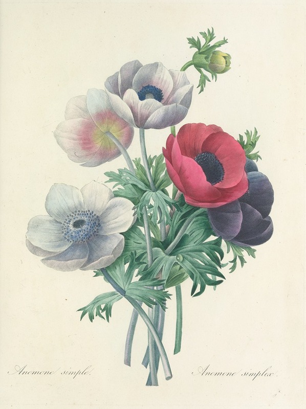 Choix des plus belles fleurs pl 008 by Pierre-Joseph Redouté, 1827 — digital art print download