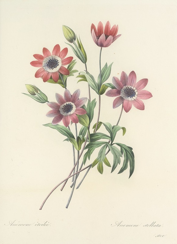 Choix des plus belles fleurs pl 009 by Pierre-Joseph Redouté, 1827 — digital art print download
