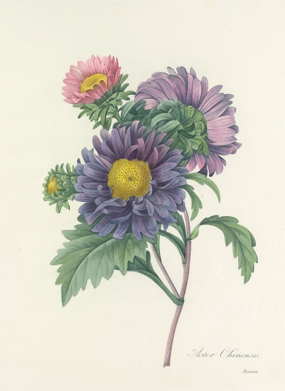 Choix des plus belles fleurs pl 010 by Pierre-Joseph Redouté, 1827 — digital art print download