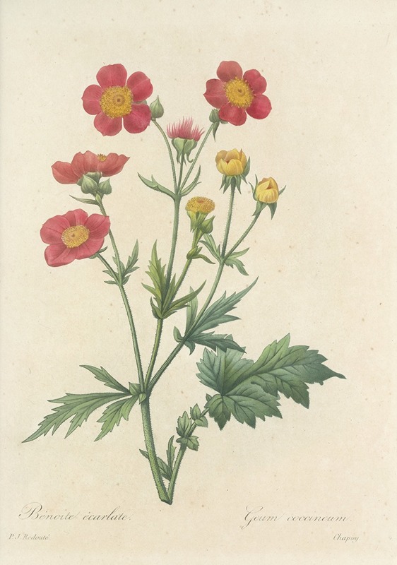 Choix des plus belles fleurs pl 012 by Pierre-Joseph Redouté, 1827 — digital art print download